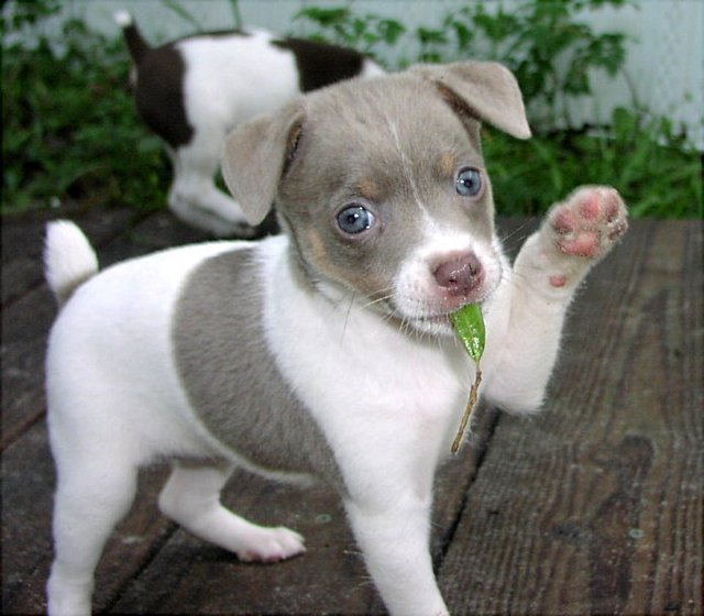 Blue rat terrier orders puppies